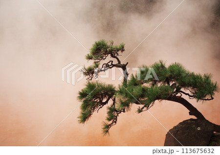 Isolate japanese black pine on the red hotspring background Isolate japanese black pine on the red hotspring background 113675632