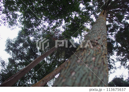 look up view, ant-eyes view of japanese pine tree 113675637