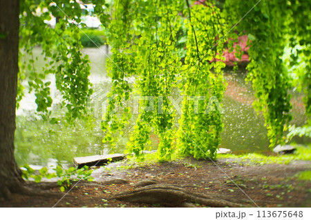 burred green leaves on the garden during daytime and bokeh light for use in illustrations Background image or copy space 113675648