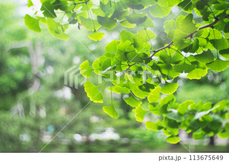 A soft focus landscape of green ginkgo leave in Hokkaido in the background. Japan For use in illustrations Background image or copy space 113675649