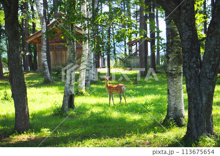 a deer in the real habitat, forest, environment in Hokkido, Japan a deer in the real habitat, forest, environment in Hokkido, Japan 113675654