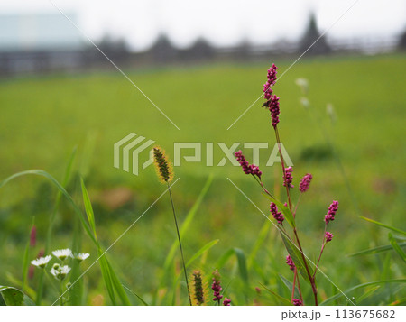 Common weed green foxtail close-up.setaria viridis, green bristlegrass. setaria grass in the field in nature. it's always background of nature in hokkaido. For use in illustrations Background image or 113675682