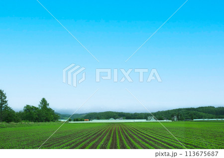 Green field ripening at spring season, agricultural landscape, For use in illustrations Background image or copy space Green field ripening at spring season, agricultural landscape, For use in illustrations Background image or copy space 113675687