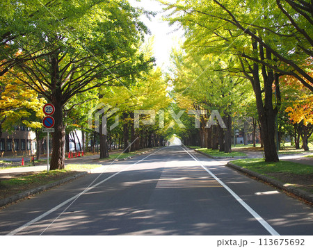 Ginkgo Avenue at early autim in Hokkaido University 113675692