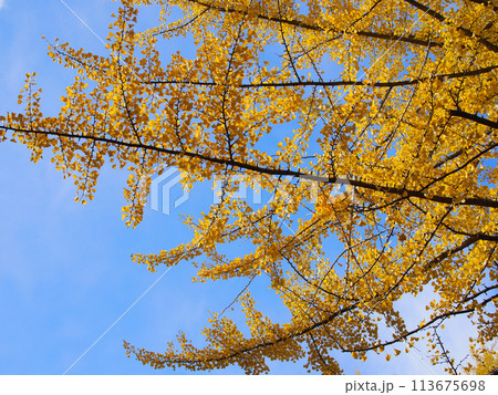 The picture yellow autumn Gingo tree against blue sky - colourful concept wallpaper background or copy space 113675698