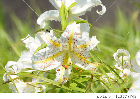 堀川(ほっかわ)ダム 　2023-7-22　＃117 113675745