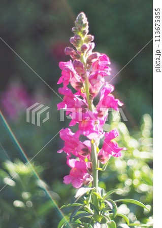 Selective focus of Snapdragon flowers in the garden. For use in illustrations Background image or copy space. 113675855