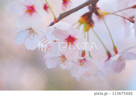 Cherry blossom in soft focus 113675888