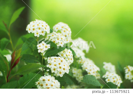 Selective focus Lobularia maritima flowers alyssum maritimum sweet alyssum, For use in illustrations Background image or copy space Selective focus Lobularia maritima flowers alyssum maritimum sweet alyssum, For use in illustrations Background image or copy space 113675921
