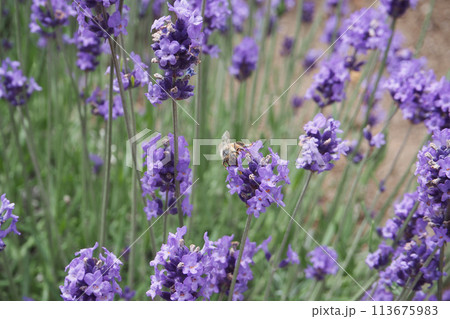 Bees pollinating on blooming lavender in a field of Farm Tomita, Hokkaido, Japan. Bees pollinating on blooming lavender in a field of Farm Tomita, Hokkaido, Japan. 113675983