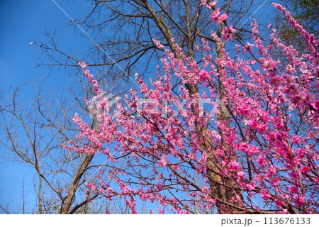 青空に映える満開の桜 青空に映える満開の桜 113676133