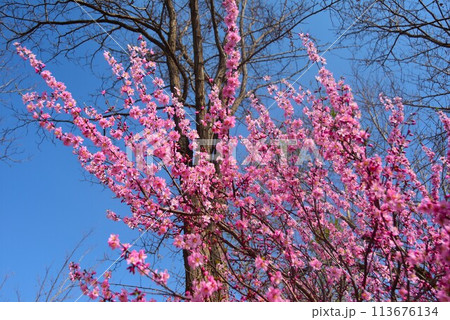 青空に映える満開の桜 113676134