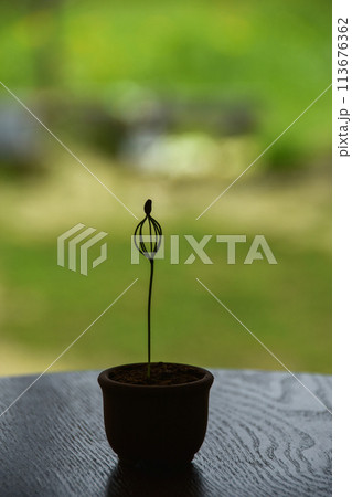 窓辺に置かれた発芽した黒松 窓辺に置かれた発芽した黒松 113676362