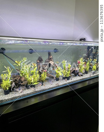 アクアリウム 熱帯魚 水槽 水草 113676395