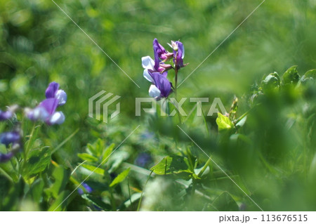 Selective focus Beach pea flowers , For use in illustrations Background image or copy space 113676515