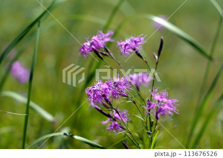 Selective focus Dianthus superbus flowers , For use in illustrations Background image or copy space Selective focus Dianthus superbus flowers , For use in illustrations Background image or copy space 113676526