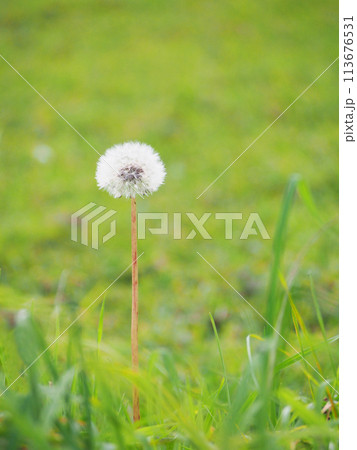 Selective focus white Dandelion, dandelion, For use in illustrations Background image or copy space 113676531