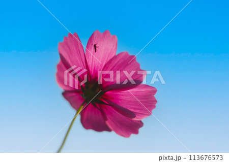 Low angle view of isolated pink cosmos flowers against blue sky, Thailand 113676573