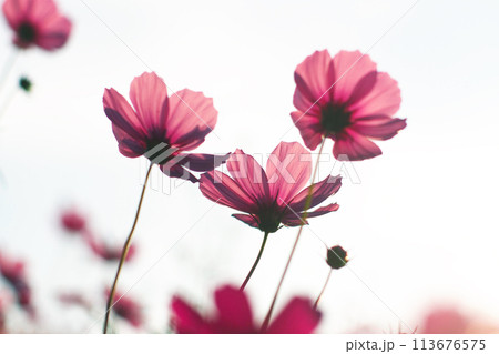 Low angle view of isolated pink cosmos flowers against blue sky, Thailand 113676575