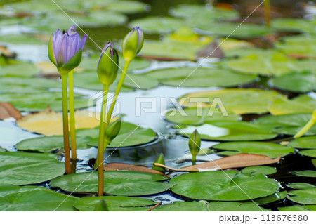 Selective focus water lilly. For use in illustrations Background image or copy space 113676580