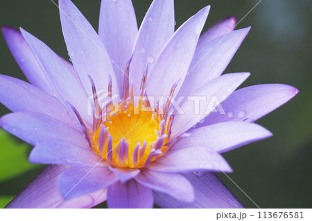 Selective focus water lilly. For use in illustrations Background image or copy space 113676581