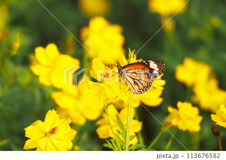 yellow cosmos flowers with butterfly on the defocused background 113676582