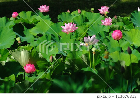 蓮の花 蓮の花 113676815