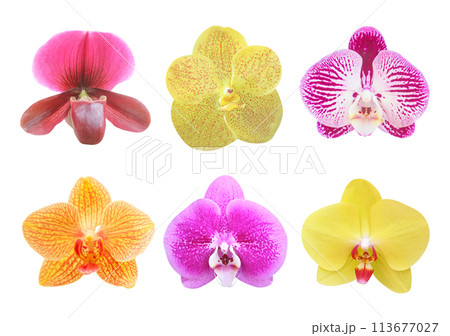 Collection of orchid isolated on white background 113677027