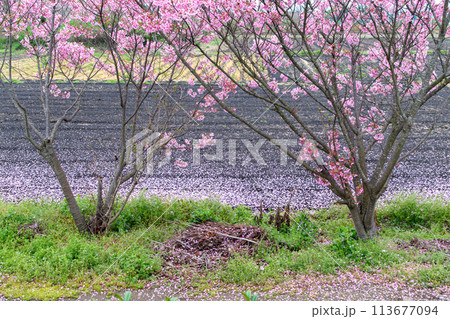 花桃の花びら 花桃の花びら 113677094