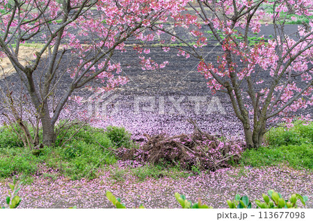 花桃の畑 花桃の畑 113677098