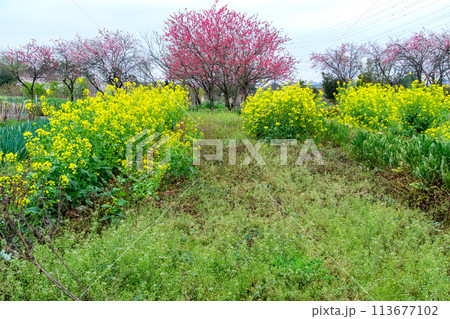 菜の花の畑 菜の花の畑 113677102