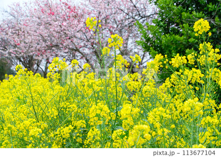 菜の花とハナモモ 菜の花とハナモモ 113677104