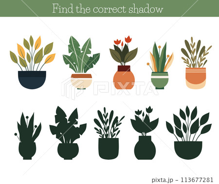 Vector template find the right shadows for plants in pots. Educational worksheet with houseplants in vases and silhouettes 113677281