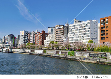 東京都 台東区立 隅田公園 満開の桜 東京都 台東区立 隅田公園 満開の桜 113677560