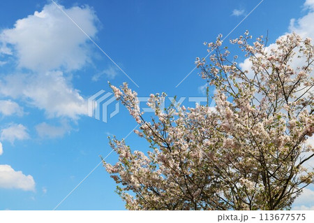 青空に映える満開の桜 春の穏やかな日 青空に映える満開の桜 春の穏やかな日 113677575