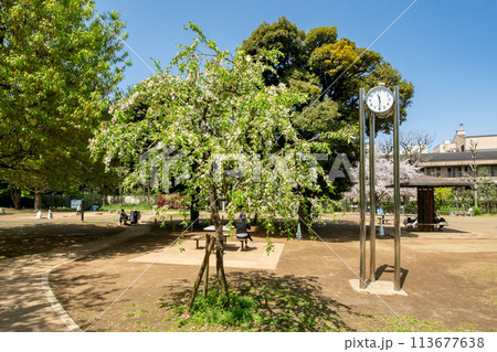 東京都港区、白金台どんぐり児童遊園 東京都港区、白金台どんぐり児童遊園 113677638