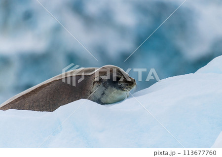 Close-up of a Weddell seal 113677760