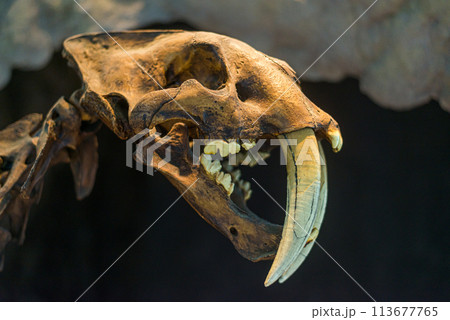 Sabertooth skull in a museum 113677765