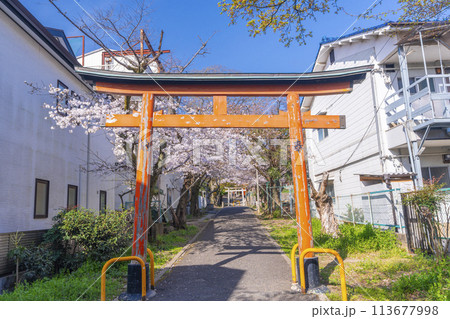 京都山科　花山稲荷神社　参道の桜並木 113677998