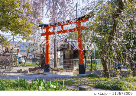 京都山科　花山稲荷神社　おゆき桜 113678009