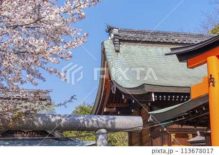 京都山科　花山稲荷神社　桜 113678017