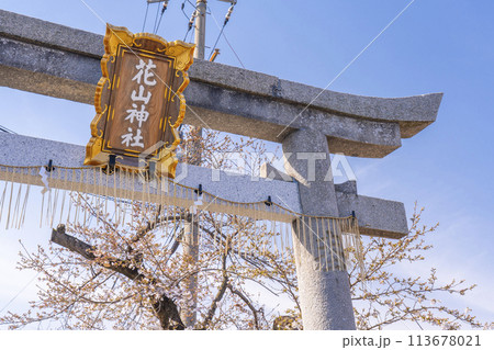 京都山科 花山稲荷神社 桜と参道鳥居 京都山科 花山稲荷神社 桜と参道鳥居 113678021