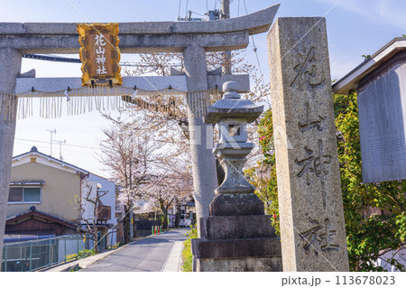 京都山科　花山稲荷神社　桜と参道鳥居 113678023