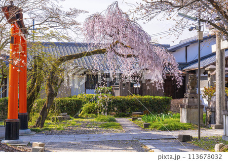 京都山科　花山稲荷神社　おゆき桜 113678032