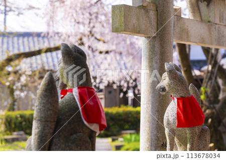 京都山科　花山稲荷神社　薬丸大神　狛狐 113678034