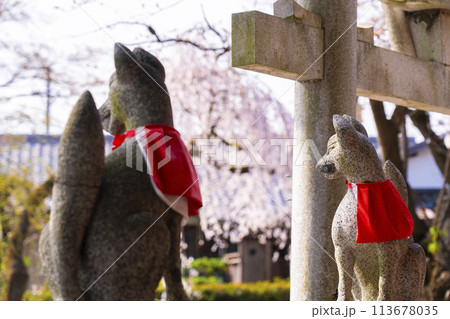 京都山科　花山稲荷神社　薬丸大神　狛狐 113678035