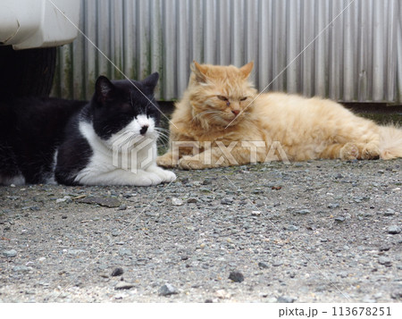 相島の猫 相島の猫 113678251