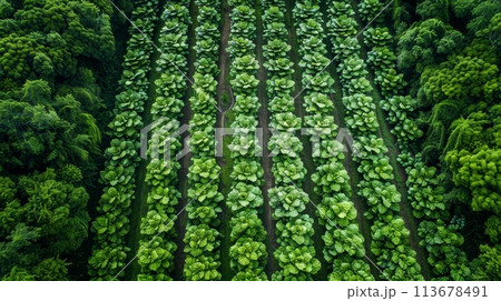 Aerial View of Lush Green Rows of Tobacco Plants in Farm Field Plantation 113678491