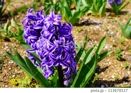 紫色が鮮やかなヒヤシンス。春の公園の花壇に咲いていたよ。 紫色が鮮やかなヒヤシンス。春の公園の花壇に咲いていたよ。 113678527