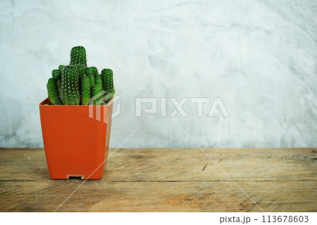 cactus succulent in flower pot on wooden background cactus succulent in flower pot on wooden background 113678603